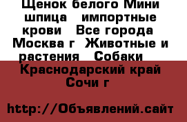 Щенок белого Мини шпица , импортные крови - Все города, Москва г. Животные и растения » Собаки   . Краснодарский край,Сочи г.